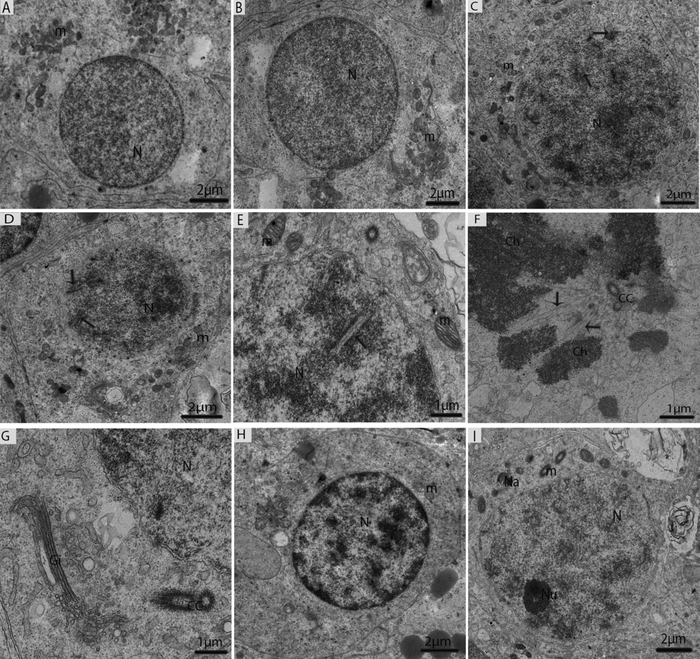 Electron micrograph of meiotic cells in July. (A) Primary spermatocytes in pre-leptotene stage. (B) Primary spermatocytes in leptotene. (C) Primary spermatocyte in zygotene beginning to form synaptonemal complexes (arrow). (D) Primary spermatocyte with visible synaptonemal complexes (arrow) in pachytene. (E) Synaptonemal complexes (arrow). (F) Thicker and dense chromosomes are attached with spindle fibers (arrow). (G) Golgi complex is observed close to the centrosome. (H) Primary spermatocytes in diplotene. (I) Secondary spermatocytes containing vacuolated mitochondria, including a few nuages. N: nucleus; m: mitochondria; Ch; chromosomes; CC: centrosome; Na: nuage; Gi: Golgi apparatus. Scale bar= 2μm (A, B, C, D, H, I) and 1μm (E, F, G).
