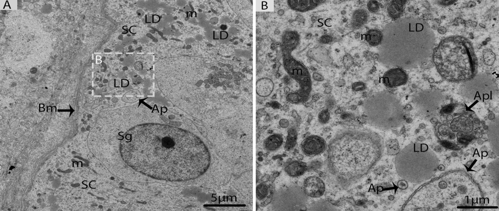 Electron micrograph of Sertoli cells in October. (A) Sertoli cells appeared with lipid droplets mitochondria and autophagosomes. (B) Illustration of panel (A) (rectangular area) clearly shows the mitochondria and autophagosomes attached to lipid droplets. SC: Sertoli cell; Sg: spermatogonia; Bm: basal membrane; Ap: autophagosome; Apl: autophagolysosome; LD: Lipid droplets; m: mitochondria. Scale bar= 5μm (A) and1μm (B).