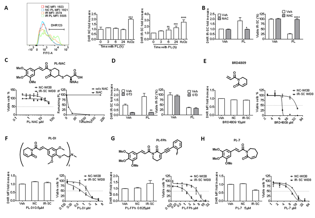 Effect of PL and its analogs on ROS production and senolytic activity in WI-38 IR-SCs. (A) Representative flow cytometric analysis of ROS production in NCs and IR-SCs 24 h after incubation with or without PL by DHR (left) (MFI, mean fluorescence intensity) and quantification of the fold increase of ROS levels in WI-38 NCs and WI-38 IR-SCs cells at the indicated times (middle and right) after incubation with 10 µM PL. As a positive control, cells were treated with 100 µM of H2O2 for 2 h, the H2O2 was removed, and cells were cultured for an additional 24 h (n = 3). (B) Quantification of the fold increase in DHR-123 MFI (left) in WI-38 IR-SCs 24 h after treatment with Veh, 10 µM PL, 2 mM NAC (pretreatment overnight), or the combination of PL and NAC, and (right) the percentage of viable WI-38 IR-SCs 72 h after treatment with Veh, 10 µM PL, 2 mM NAC (pretreatment overnight), or the combination of PL and NAC (n = 3). (C) Structure of PL-NAC and (Left) quantification of viable WI-38 NCs and WI-38 IR-SCs 72 h after treatment with increasing concentrations of PL-NAC (n = 3). (Right) Percentage of 10 µm PL remaining in the culture medium vs. time with or without 2mM NAC. (D) Left panel: quantification of the fold increase in DHR MFI (left) of WI-38 IR-SCs 24 h after treatment with Veh, 10 µM PL, 5 µM γ-tocotrienol (GT3, pretreatment overnight), or the combination of PL and GT3; and right panel: the percentage of viable WI-38 IR-SCs 72 h after treatment with Veh, 10 µM PL, 5 µM GT3 (pretreatment overnight), or the combination of PL and GT3 (n = 3). (E-H) Quantification of the fold increase in DHR-123 MFI after 24 h treatment (left) and viability of WI-38 NCs and WI-38 IR-SCs 72 h treatment (right) after they were treated with increasing concentrations or (E)10 µM BRD4809, (F) 0.5 µM PL-DI, (G) 0.625 µM PL-FPh, and (H) 5 µM PL-7 (n = 3). Data are represented as the mean ± SEM.