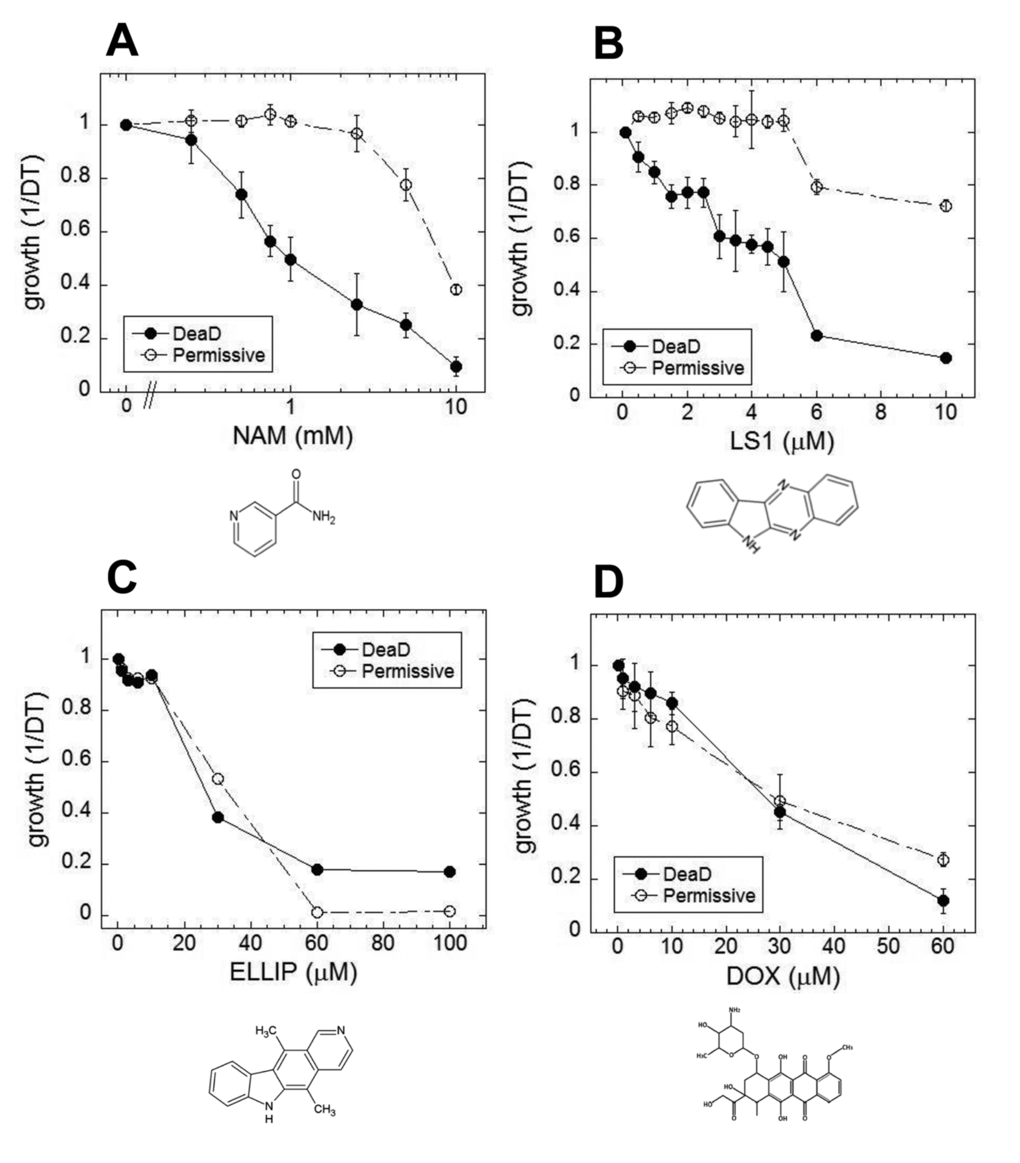 Small molecule effects on DEAD lifespans. Growth rates of DEAD strain (BB579) in the presence of increasing concentrations of nicotinamide (NAM) (A), LS1 (B), ellipticine (ELLIP) (C) and doxorubicin (DOX) (D) under nonpermissive (●) and permissive (○) conditions.