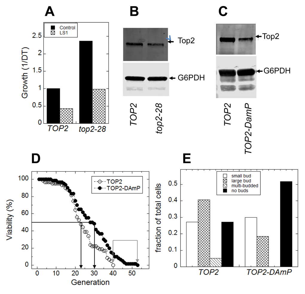 Reduced Top2 activity extends replicative lifespan. (A) DeaD cells expressing top2-28 displayed a roughly two-fold increase in lifespan both in the absence or presence of LS1 compared to cells expressing native TOP2. (B) Anti-Top2 immunoblot of cell extracts from TOP2 and top2-28 expressing DeaD strains, using anti-G6PDH as the loading control. (C) Anti-Top2 immunoblot of cell extracts from Top2-DAmP and TOP2 strains using anti-G6PDH as the loading control. (D) Microdissection RLS assays of isogenic haploid strains expressing either Top2-DAmP or TOP2, obtained by sporulation the heterodiploid. (E) Budding indexes of terminal mother cells taken from the microdissection RLS assays of Top2-DamP and TOP2 strains shown in panel C.