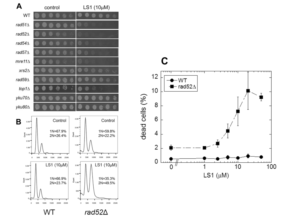Synthetic genetic interactions of LS1 with RAD52 epistasis group deletions. A comprehensive screen of the non-essential deletion collection revealed synthetic growth defects of LS1 together with deletions of genes required for homologous recombination. (A) Three-fold dilutions (starting at 0.1 OD600) of log phase growing cultures of parental (BY4741) and deletion strains were plated at 30oC for 48 h onto SCD agar containing 0.1% DMSO vehicle (control) without or with 10µM LS1. (B) DNA content by flow cytometry of LS1 treated parental BY4741 and rad52∆ cells. Log phase liquid cultures were treated with 0.1% DMSO vehicle (control) without or with 10µM LS1 for 6h followed by fixation with ethanol and propidium iodide staining as described in Materials and Methods. (C) Quantitative effect of increasing concentrations of LS1 on cell viability in log cultures of RAD52 and rad52∆ cells. Quantitation of cell viability is described in Materials and Methods.