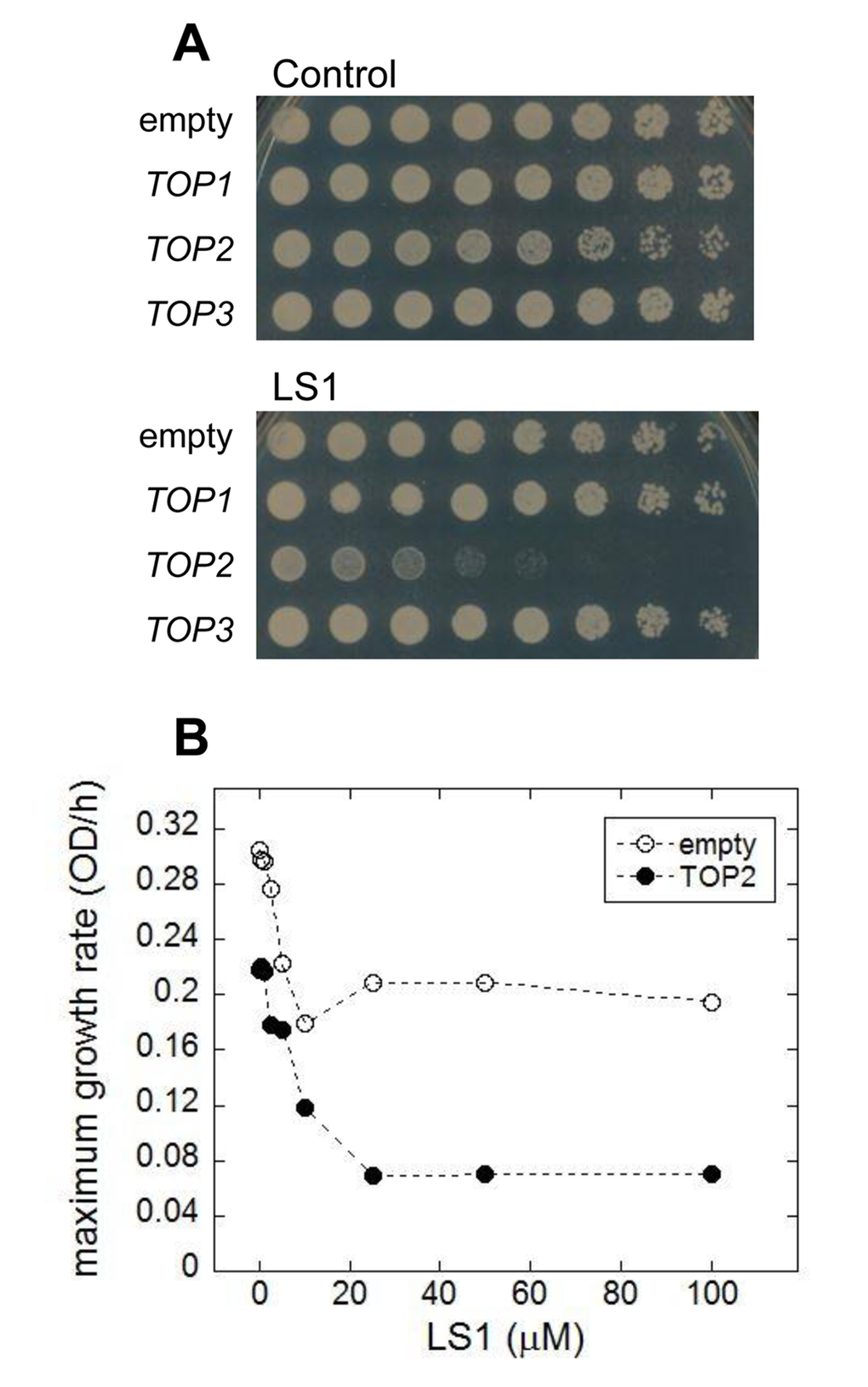 Overexpression of TOP2 confers hypersensitivity to LS1. (A) Effect of LS1 on BY4741 transformed with high copy number Yeast Tiling collection plasmids encoding TOP1, TOP2 or TOP3 (pTOP1, pTOP2, and pTOP3). Threefold-dilutions of log phase cells were patched onto YPD medium containing vehicle DMSO (control) or 10µM LS1. Overexpression of TOP2 was confirmed by quantitative western blot using secondary antibodies conjugated to infrared excitable fluorescent dyes and developed using the LI-COR fluorescent imaging system (not shown). (B) Quantitative effect of LS1 concentrations on growth of TOP2 overexpressing strain compared to cells containing the empty vector. Maximum growth rates were calculated from triplicate growth curves generated using a BioScreen C system and BGFit webserver as described in Materials & Methods.