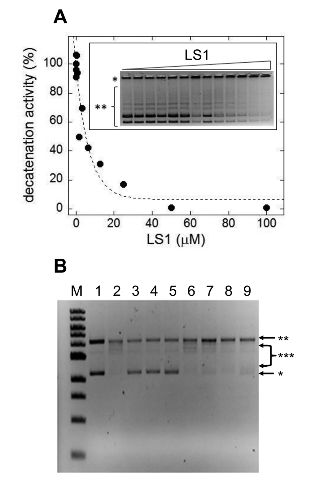 LS1 is a nonintercalating TOP2-α inhibitor. (A) Effect of LS1 on decatenation of C. fasciculata kinetoplastid DNA (kDNA) by purified human TOP2-α. Inset shows a negative image of the ethidium bromide stained agarose gel separating kDNA species. Quantitation of decatenated kDNA was done with GelQuant.NET 1.8.2 software and results were plotted using KaleidaGraph 4.1.0 software. (B) A DNA topoisomerase I (Top1) DNA unwinding assay was used to assess the ability of LS1 to intercalate as indicated in Methods. Known Top2 poisons that either intercalate (doxorubicin) or do not (etoposide) were included as controls. An E. coli-compatible plasmid (puc18) exhibiting both supercoiled (*) and nicked/relaxed (**) forms was used as the substrate (lane 1). In the absence of an intercalator (lane 2) Top1 converts the plasmid to fully nicked/relaxed (**) or intermediate relaxed forms (***). Intercalation was assessed for DOX (10µM or 50µM; lanes 3-4), ELLIP (100µM; lane 5), 100mM ETOP (lane 6) and LS1 (10µM, 50µM, or 100µM; lanes 7-9).