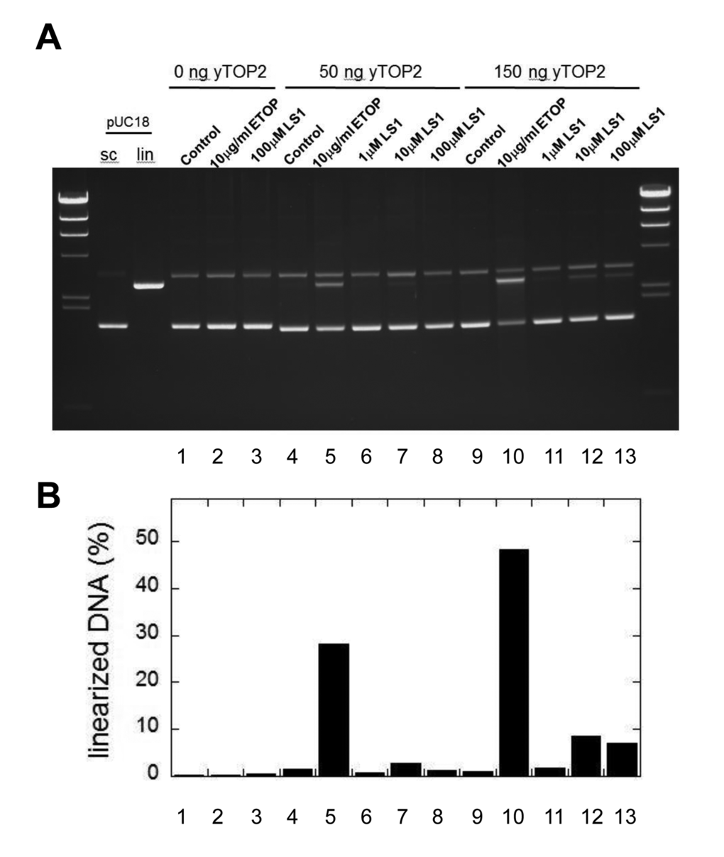 LS1 induces double strand breaks. (A) A pUC18 plasmid linearization assay was used to determine if LS1 is capable of promoting formation of Top2cc containing double strand breaks. Assays were performed as described in Materials and Methods. (B) Percent linearized DNA quantified with GelQuant.NET 1.8.2 software.