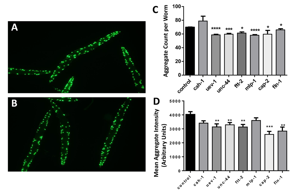 Nematodes exposed to RNAi targeting human muscle-aggregate orthologs have fewer and smaller protein aggregates. Fluorescent aggregates (Q40::YFP foci) are shown in strain AM141 (N=40–65 worms per group) after maintenance from hatch on bacteria carrying either control (empty vector) (A) or uev-1 RNAi knockdown (B) expression plasmid. Histograms show the mean ± SEM of the number of aggregate foci (C) and fluorescent intensity per aggregate (D). Significance of differences from control: *PPPP