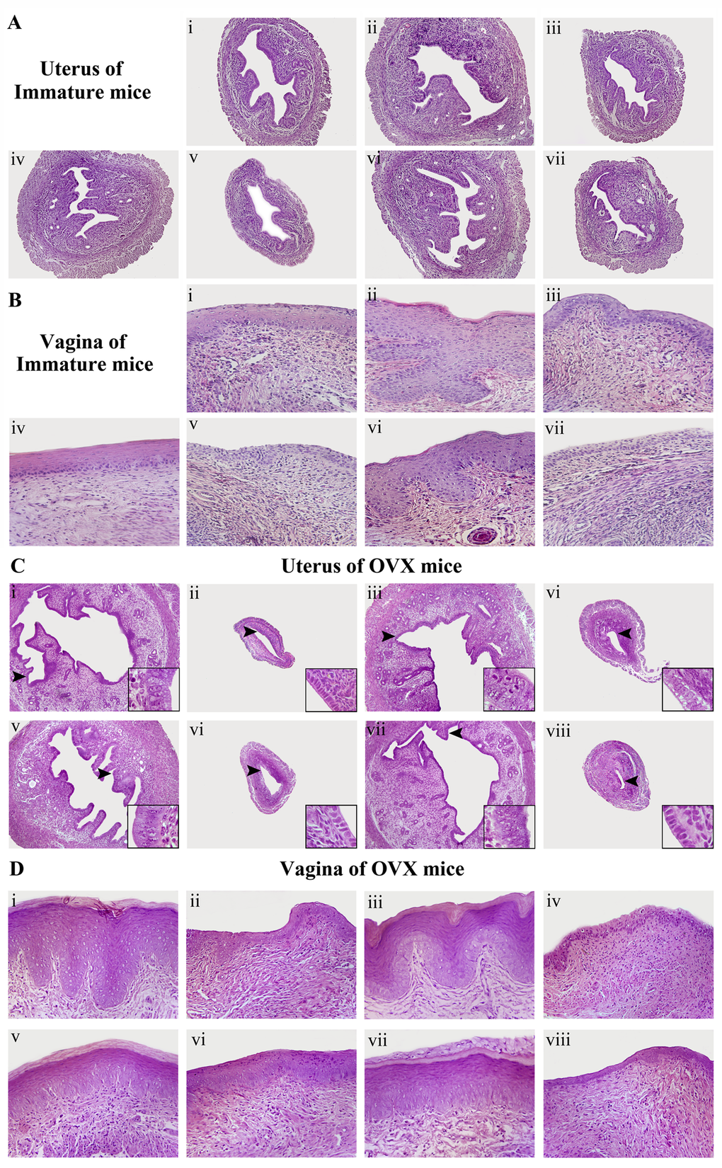 The effects of SM on the histology of the uterus and vagina in immature and ovariectomized (OVX) mice. Representative photomicrographs taken at 200-X magnifiation of uterine in immature mice; 100-X magnifiation of uterine in ovariectomized (OVX) mice and 400-X magnifiation of vaginal sections. (A, B) are the histology of the uterus and vagina in immature mice. (C, D) are the histology of the uterus and vagina in ovariectomized (OVX) mice. The treatment groups in immature mice are shown: (i) control group; (ii) treated with E2; (iii) treated with E2 and ICI; (iv) treated with SM at 1.6 g/kg; (v) treated with SM at 1.6 g/kg and ICI, (vi) treated with SM at 3.2 g/kg; (vii) treated with SM at 3.2 g/kg and ICI. The treatment groups in OVX mice are shown: (i) sham-operated mice; (ii) untreated OVX mice; (iii) treated with E2; (iv) treated with E2 and ICI, (v) treated with SM at 1.6 g/kg; (vi) treated with SM at 1.6 g/kg and ICI; (vii) treated with SM at 3.2 g/kg; (viii) treated with SM at 3.2 g/kg and ICI.