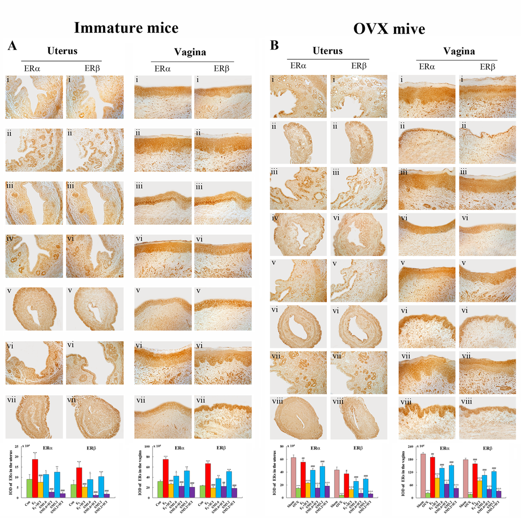 The effects of SM on the expressions of estrogen receptor ERα and β in the uterus and vagina. ERs expressions were assessed by immunohistochemistry. Representative photomicrographs taken at 200-X magnifiation of uterine in immature mice; 100-X magnifiation of uterine in ovariectomized (OVX) mice and 400-X magnifiation of vaginal sections. (A) show expression of ERs in immature mice. Treatment groups are shown: (i) control group; (ii) treated with E2; (iii) treated with E2 and ICI; (iv) treated with SM at 1.6 g/kg; (v) treated with SM at 1.6 g/kg and ICI, (vi) treated with SM at 3.2 g/kg; (vii) treated with SM at 3.2 g/kg and ICI. (B) show the expression of ERs in the ovariectomized (OVX) mice. Treatment groups are shown: (i) sham-operated mice; (ii) untreated OVX mice; (iii) treated with E2; (iv) treated with E2 and ICI, (v) treated with SM at 1.6 g/kg; (vi) treated with SM at 1.6 g/kg and ICI; (vii) treated with SM at 3.2 g/kg; (viii) treated with SM at 3.2 g/kg and ICI. Data are the mean and standard deviation from 10 mice. P values are for the one-way analysis of variance comparing the treatment group with untreated mice. (A) ***P ###P ##P 2 group; ▴▴P ▴P B) ***P ###P ##P ∆∆∆P 2 group.