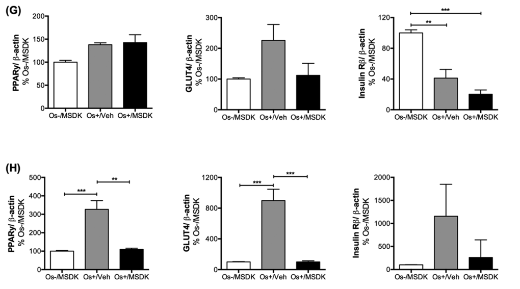 Effect of MSDK on RUNX2, β1 integrin, NFκB and metabolic proteins. Metabolic proteins such as PPARγ, GLUT4 and Insulin Rβ expression were also measured in (G) osteoblasts grown in transwell co-cultures and (H) in osteoblasts and osteoclasts grown in layered co-cultures. Cell lysates were prepared on day 21 from the bottom (osteoblasts) and top (osteoclasts) chambers in the transwell co-culture and from the whole plate (both osteoblast and osteoclast) in the layered co-culture. Protein levels were normalized against β-actin and then to Os-/MSDK. Mean protein levels were analyzed and compared between groups (Os-/MSDK, Os+/Veh, Os+/MSDK). *=pppt-test (n=6 per group).
