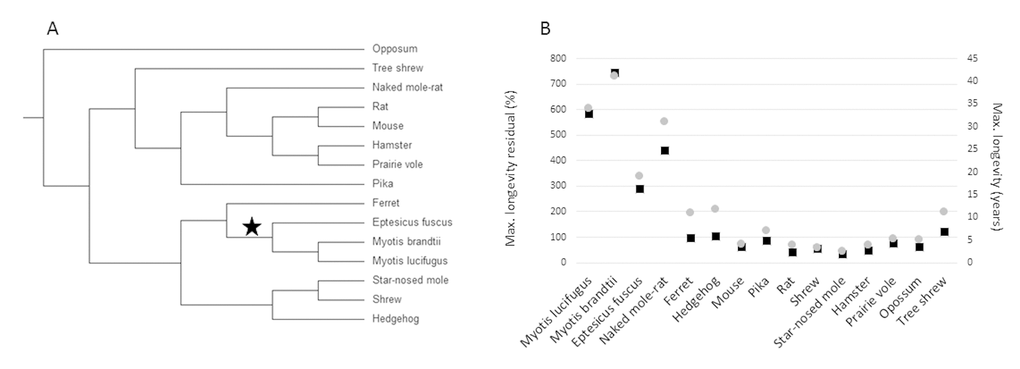 Small-bodied mammals that display exceptional longevity. (A) The accepted tree topology for the 15 species included in this study. (B) Maximum longevity residual (left axis, black boxes) and maximum longevity (right axis, grey circles) of the 15 species. Maximum longevity residual (tmax) is the percentage of the expected maximum longevity given adult body size (M), derived from the mammalian allometric equation: tmax = 4.88M0.153 [30].
