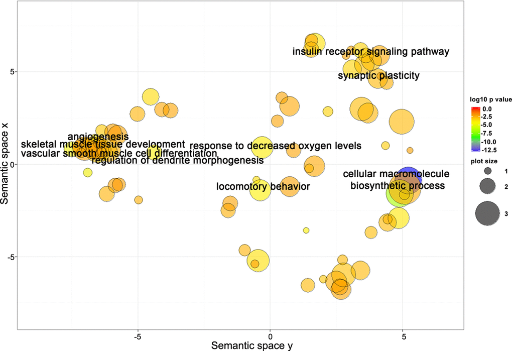 Target genes shared between miR-181a-5p and miR-92a-3p are closely related to biological processes involved in regulation of neural, skeletal muscle, and vascular function. Scatterplot showing semantic similarities of enriched GO terms. Bubble color indicates the GO term enrichment p-value. Bubble size indicates the frequency of the GO term in the reference database (EBI GOA database).