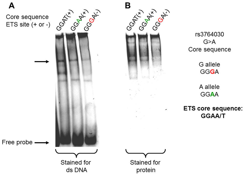Binding of recombinant Elk-1 protein to dsDNAs containing the rs3764030 variant A allele from the human GRIN2B gene promoter. Double-stranded DNA targets (Methods) were incubated with1 μg recombinant human Elk-1 protein on in EMSA buffer. DNA-protein complexes were electrophoresed through 6% polyacrylamide gels in HEPES buffer pH 6.3, without polydIdC. The gel was then stained with the SYBR Green to visualize DNA (A) and SYPRO Ruby for protein bound to DNA (B). The stained gel was scanned in G:BOX (Syngene, US) for imaging. Elk-1 bound to DNA is indicated by the arrow.
