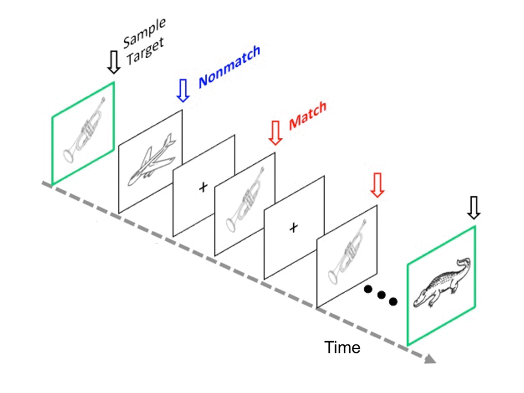 The modified Delayed Match to Sample (DMS) task. Schematic shows a typical memory trial at the test phase of the task. Repeated retrieval of a target memory item (Match) occurs. Participants were first presented with a sample target object and then viewed test objects (target or distracters) in rapid succession for each memory trial. Subjects were instructed to forget the previous sample target object only when a new sample target object appeared. For Experiment 1, a study phase was included. During the study phase, participants memorized 80 line drawing pictures until they reach 95% accuracy in immediate recognition. Thus, half of the images were studied during the test phase. The sample target object was followed by 10 successive old and new distracter objects at a rate of 2 sec per picture. The DMS task consisted of 80 trials separated into eight blocks of 10 trials each. It took about 50 minutes to complete the task for each participant. The protocol for Experiment 2 used a shorter and simpler version of the task [47], which did not include a study phase, and total time is about 20 minutes for each participant.