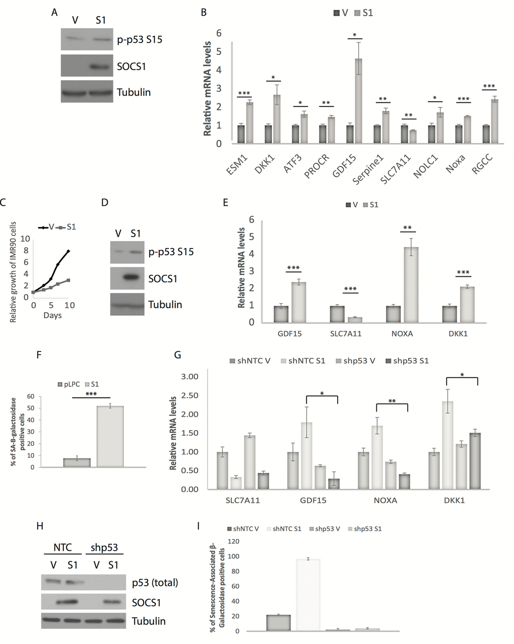 SOCS1 overexpression is sufficient to regulate the expression of SOCS1-dependent p53 target genes. (A) Western blots of SOCS1 and phospho-p53 (p-p53 S15) in U2OS cells expressing either empty vector (V) or SOCS1 (S1). (B) QPCR for p53 target genes in cells as in (A). Cells were collected at day 5 or 7 post-infection. (C) Growth curves of IMR90 cells expressing either empty vector (V) or SOCS1 (S1). (D) Western blots of SOCS1 and phospho-p53 (p-p53 S15) in IMR90 cells expressing either empty vector (V) or SOCS1 (S1). (E) QPCR for p53 target genes in cells as in (C). Cells were collected at day-7 post infection. (F) Senescence associated β-galactosidase of IMR90 cells expressing either empty vector (V) or SOCS1 (S1). Cells were fixed and stained at day 12 post- infection. (G) QPCR of IMR90 cells expressing either a control shRNA (shNTC) or a shRNA against p53 (shp53) combined with SOCS1 (S1) or empty vector (V) to confirm that the genes in (E) are targets of p53. (H) Western blots for the indicated proteins in IMR90 cells expressing a control shRNA (NTC) or an shRNA against p53 (shp53) and also infected with a SOCS1 expressing vector (S1) or a vector control (V). (I) Senescence-Associated β-Galactosidase staining. Positively stained and unstained cells were counted under a light microscope in order to obtain the percentage of senescent cells. All experiments were performed three times, error bars indicate the standard errors of triplicates, * = p