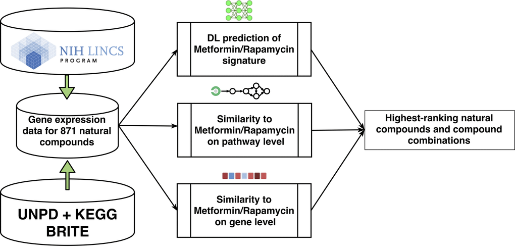 Workflow diagram showing multi-level analysis for screening and ranking nutraceuticals that mimic metformin and rapamycin in transcriptional and pathway activation response. A subset of 871 LINCS compounds were selected from the UNPD and KEGG BRITE databases. Perturbations with those compounds in cancer cell lines were compared with perturbations with metformin and rapamycin to estimate similarity at the gene and pathway level and deep learning techniques were employed to recognize the transcriptional signature of metformin and rapamycin and screen for matches amongst the LINCS compounds