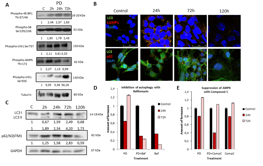 MEK/ERK suppression in control ERas cells leads to activation of AMPK-mediated autophagy which helps to overcome cell death. (A) MEK/ERK suppression does not decrease mTORC1 activity and activates AMPK and Ulk1 Ser555 phosphorylation. Western-blot analysis of 4E-BP1, S6, AMPK, Ulk1 (Ser757, Ser555) phosphorylation after MEK/ERK suppression. Cells were treated with PD and then lysed and processed to Western-blotting in 10 and 12% gels. Numbers below present densitometry of bands. (B) Immunofluorescence images, demonstrating LC3 and LAMP1 colocalization and p62/SQSTM1 degradation. Cells were cultivated with PD, fixed and stained with antibodies against pan-LC3, LAMP1 and p62/SQSTM1 (p62). Confocal images are shown. Upper row: pan-LC3 (green), LAMP1 (red); bottom row: pan-LC3 (green), p62/SQSTM1 (red). Nuclei stained with DAPI (blue). Scale bars: 25µm (upper panel), 10 µm (lower panel). (C) Western-blot analysis of LC3I to LC3II conversion and p62/SQSTM1 degradation upon MEK/ERK suppression. Cells were exposed to PD and processed to Western-blotting in 15% gel. Numbers below present densitometry of bands. Decrease of viability of cells with inhibited MEK/ERK pathway after suppression of autophagy with Bafilomycin A1 (D) and after inhibition of AMPK with Compound C (E) as analyzed by MTT-test. Cells were treated with PD together with Bafilomycin A1 or with Compound C. In the indicated time intervals cells were processed with MTT reagent, amount of formazan was measured at 570 nm wavelength. Data are presented as mean ±S.E.M. of three independent experiments (n=3).