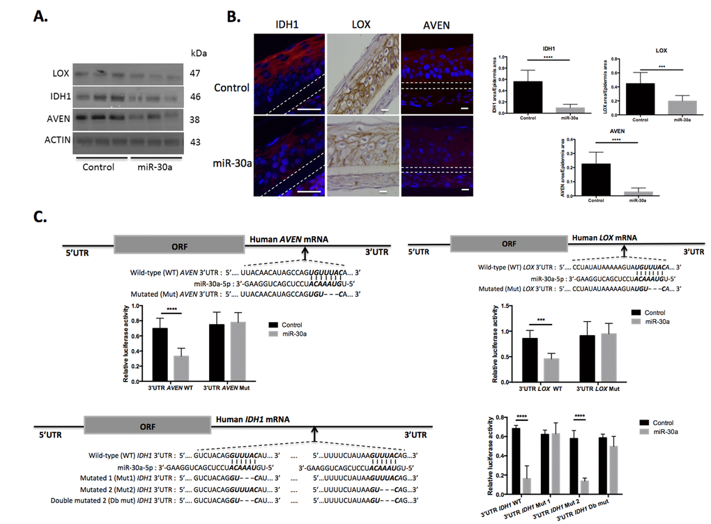 AVEN, IDH1 and LOX are direct targets of miR-30a in keratinocytes. (A) The expression levels of AVEN, IDH1 and LOX proteins were evaluated by western blotting in cultured keratinocytes transduced by the miR-30a lentivirus construction after doxycycline treatment. (B) Immuno-fluorescent staining of AVEN and IDH1 and immunohistochemical staining of LOX in reconstructed epidermis overexpressing or not miR-30a after doxycycline treatment. Counterstaining was performed with DAPI and polycarbonate membrane position is indicated by a dotted line. Representative photographs of 3 independent replicates were shown. Scale bar = 25 μm. Right panels: quantification of the IDH1, LOX or AVEN labeled area in the REs Results are mean +/- SD from three independent samples. ****PC) The alignment of miR-30a putative binding sites in human AVEN, IDH1 or LOX 3’-UTR region have been schematized to show complementary pairing of miR-30a with AVEN, IDH1 or LOX wild-type (WT) and mutant (Mut) 3’-UTR constructs. Transduced keratinocytes were transfected with WT or Mut reporter constructs. Luciferase intensities were normalized to β-galactosidase level. Results are mean +/- SD from three independent samples. *P