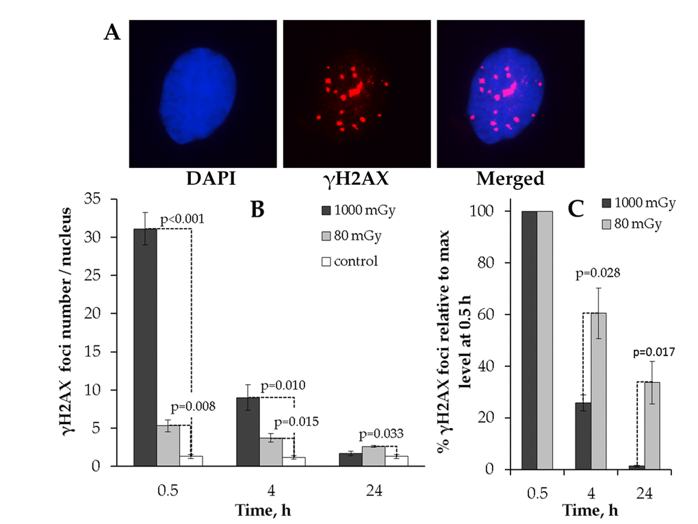 Immunocytochemical analysis of the γH2AX foci in the MSCs irradiated with low (80 mGy) vs. intermediate (1000 mGy) dose of X-ray radiation. (A) Representative microphotographs of the immunofluorescently stained irradiated MSCs with γH2AX foci showed in red. DAPI nuclear counterstaining is shown in blue. (B) Comparative changes in the γH2AX foci number in cells exposed to the low or intermediate dose of X-ray radiation. (C) Levels of γН2АХ foci expressed relative to maximum levels at 0.5 h after irradiation demonstrating the difference in the rate of foci clearance after low vs. intermediate doses. Mean values derived from at least three independent experiments are shown. Error bars represent standard error (SE).