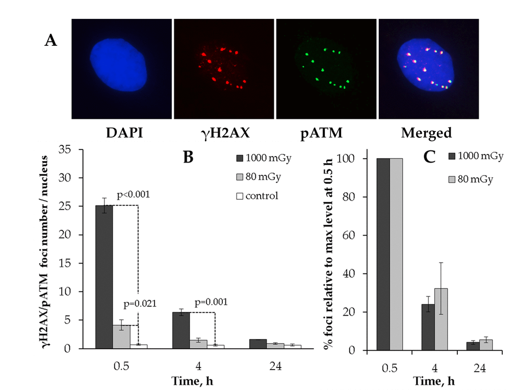 Immunocytochemical analysis of the γH2AX/pAТМ colocalized foci in the MSCs irradiated at low (80 mGy) vs. intermediate (1000 mGy) dose of X-ray radiation. (A) Representative immunofluorescent images of the irradiated MSCs showing pATM (green) and γH2AX (red) foci. DAPI nuclear counterstaining is shown in blue. (B) Quantification of γH2AX/pAТМ colocalized foci in cells exposed to low or intermediate doses of X-ray radiation. (C) Levels of pATM-positive γН2АХ (colocalized) foci expressed relative to maximum levels at 0.5 h after irradiation demonstrating the rate of foci clearance after irradiation. Mean values derived from at least three independent experiments are shown. Error bars represent SE.