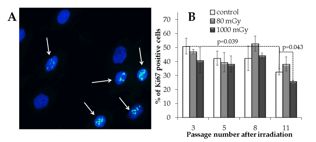 Immunocytochemical analysis of the proliferating (Ki67 positive) cell fraction. (A) Representative microphotographs of the immunofluorescently labeled MSCs with the Ki67 antibody (Ki67+ cells are marked with the arrows). (B) Changes in the percentage of the proliferating cells depending on the passage number in the control and irradiated MSCs. Mean values derived from at least three independent experiments are shown. Error bars show SE.