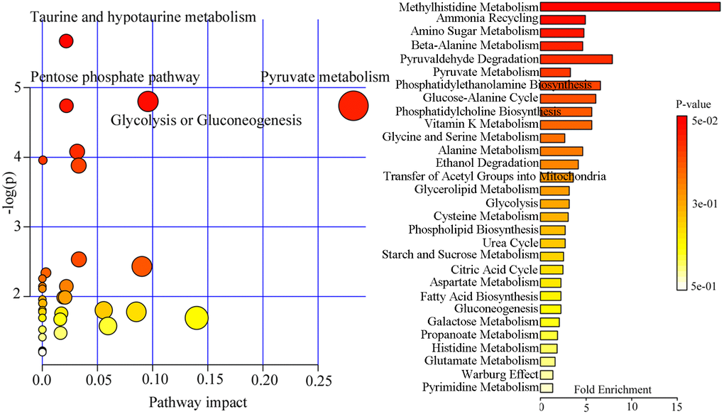Affected metabolic pathways and functional enrichment analysis using 13 differential metabolites.