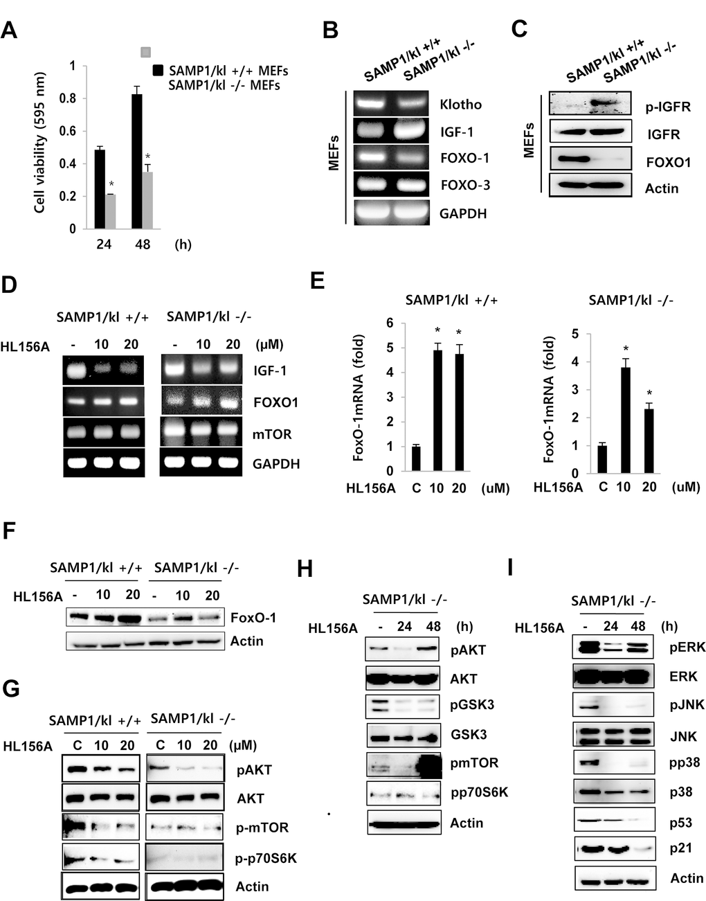 Effect of HL156A on IGF-I-mediated FoxO1 signaling in SAMP1/kl-/- MEFs. (A) Effect of SAMP1/kl-/- depletion on cell proliferation. SAMP1/kl+/+ and SAMP1/kl-/- MEFs were plated in 48-well plates at a density of 5 x 104 cells/well, and cell proliferation was evaluated using MTT assays after 24 and 48 h. (B) Comparison of IGF-1, FOXO1, and FOXO3 expression in SAMP1/kl+/+ and SAMP1/kl-/- MEFs. Total RNA was extracted from SAMP1/kl+/+ and SAMP1/kl-/- MEFs. cDNA was synthesized by reverse transcription-polymerase chain reaction (RT-PCR). (C) The mRNA levels of IFGR and FOXO1 were determined in SAMP1/kl+/+ and SAMP1/kl-/- MEFs. Total protein was extracted, and the protein levels of IFGR, p-IGFR, and FOXO1 were measured by Western blot. Actin was used as a loading control. (D) The effect of HL156A on IGF-1 signaling. SAMP1/kl+/+ and SAMP1/kl-/- MEFs were incubated in the absence or presence of HL156A (10 or 20 μM) for 24 h, and total RNA was then isolated and subjected to RT-PCR analysis to determine the mRNA levels of IGF-I, FOXO1, and mTOR. (E) Changes in the mRNA abundance of FOXO1 were analyzed with real-time RT-PCR analysis in HL156A-treated SAMP1/kl+/+ and SAMP1/kl-/- MEFs. (F) HL156A induced FOXO1 expression. Cells were treated with HL156A for 24 h, and FOXO1 levels were then determined using Western blot analysis. (G) The effect of HL156A on IGF-I-mediated Akt/mTOR/p70S6K signaling. The expression of IGF-I-mediated Akt/mTOR/p70S6K proteins in SAMP1/kl+/+ and SAMP1/kl-/- MEFs treated with HL156A (10 or 20 μM) for 24 h. (H) Immunoblotting analysis of GSK3β, Akt, mTOR, and p70S6K expression in SAMP1/kl-/- MEFs treated for 24 or 48 h with 20 μM HL156A. (I) Effects of HL156A on MAPK activation in SAMP1/kl-/- MEFs.