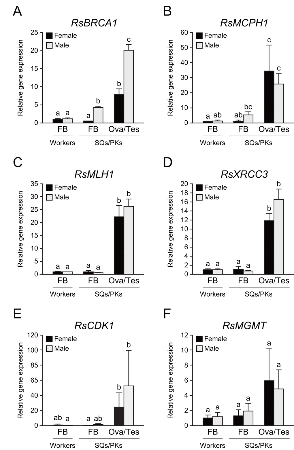 Tissue-specific expression of several DNA repair genes in termite workers and reproductives. (A) There were significant differences in RsBRCA1 expression between these tissues (n = 6; P RsBRCA1 expression is higher in testes than in ovaries and the fat body (n = 6; P RsBRCA1 expression is higher in the fat body of PKs than in that of workers and SQs (n = 6; P B) There were significant differences in RsMCPH1 expression between these tissues (n = 6; P RsMCPH1 expression is higher in ovaries and testes than in the fat body of workers and SQs (n = 6; P C) There were significant differences in RsMLH1 expression between these tissues (n = 6; P RsMLH1 expression is higher in the ovaries and testes than in the fat body of workers and reproductives (n = 6; P D) There were significant differences in RsXRCC3 expression between these tissues (n = 6; P RsXRCC3 expression is higher in the ovaries and testes than in the fat body of workers and reproductives (n = 6; P E) There were significant differences in RsCDK1 expression between these tissues (n = 6; P RsCDK1 expression was higher in the ovaries and testes than in the fat body of workers and reproductives (n = 6; P F) Although there were significant differences in RsMGMT expression between these tissues (n = 6; P P 