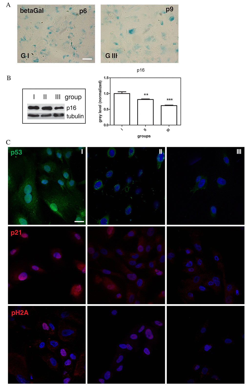 Senescence-associated markers profile. (A) Representative images of beta-galactosidase assay performed in group I (faster senescent cells) and group III (slower senescent cells) samples at passage 6 and 9, respectively. Senescent cells are blue stained. Scale bar=30 µm. (B) Western Blot analysis of total hAFSCs lysates revealed with anti-p16 antibody. Tubulin detection was performed as a loading control. The graph shows densitometric analysis of Western Blot experiment. Group I samples were set as 1. Data are representative of three independent experiments (***P C) Representative confocal images of group I, II and III samples double staining with DAPI (blue) and p53 (green), p21 (red), pH2A (red). Scale bar= 10 µM