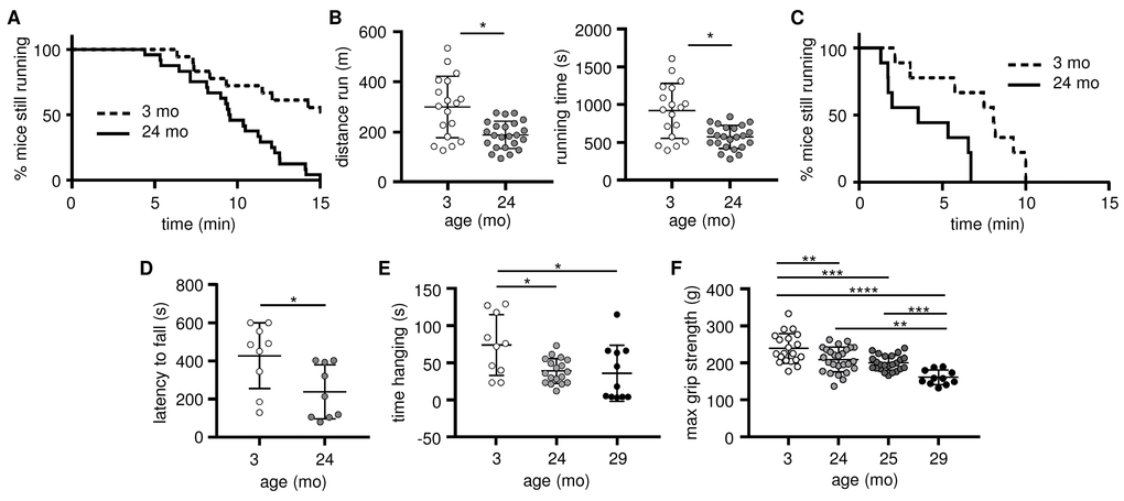 Skeletal muscle strength and endurance, as well as overall exercise performance, decline as early as 24 months of age. Exercise performance and skeletal muscle strength were evaluated in young (3 mo, open circles) and old (24-25 mo, grey circles; 29-30 mo, black circles) mice. (A-B) Exercise performance on a treadmill is presented as the percentage of mice still running (A) and the distance run and running time (B; means and standard deviations are shown); 3 mo (n=20), 24-25 mo (n=24). (C-D) Exercise performance on a rotarod is presented as the percentage of mice still running (C), and latency (D; mean time before falling and standard deviations are shown); 3 mo (n=9), 24 mo (n=9). (E) Muscle endurance assessed using a hang wire test is presented as time spent hanging on the wire before falling (means and standard deviations are shown); 3 mo (n=11), 24 mo (n=18), 29 mo (n=11). (F) Muscle strength was assessed using a four-limb grip strength test (means and standard deviations are shown); 3 mo (n=20), 24 mo (n=26), 25 mo (n=24), 29 mo (n=11). *p ≤ 0.05, **p ≤ 0.01, ***p ≤ 0.001, ****p ≤ 0.0001.