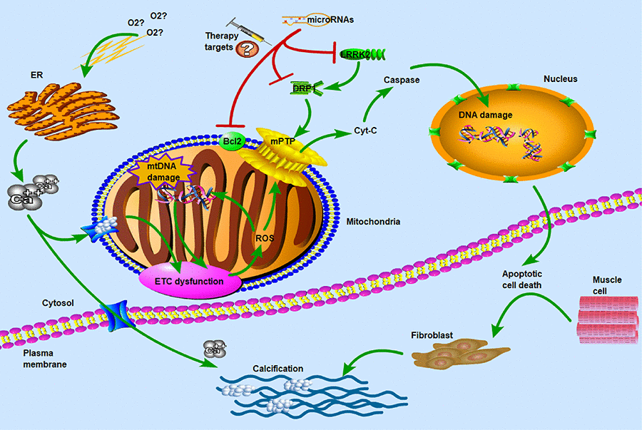 Molecular and subcellular events leading to apoptosis and calcification. ETC: electron transport chain; ROS: reactive oxygen species; ER: endoplasmic reticulum; mPTP: mitochondrial permeability transition pore; LRRK2: leucine-rich repeat kinase 2; DRP1: dynamin-related protein-1. Hypoxia and ER stress had been known as the key factors in calcium overflow. ETC dysfunction and ROS reaction induced the opening of mPTP pores to release of Cyt-C which was thought to be important in the apoptotic process. DRP1 and LRRK2 were two major dysregulated genes in CAVS patients and may be used as potential therapeutic targets for microRNAs. The main of our findings have revealed the critical roles of miRNAs in the regulation of target genes that influence the mitochondrial function and muscle cell death. Concomitant with the overflow of calcium ions, the calcification of biological process was induced to activate. Therefore, hypoxia and calcification formed a vicious-loop in cardiovascular disease, exacerbating stenosis and calcification of heart valves.