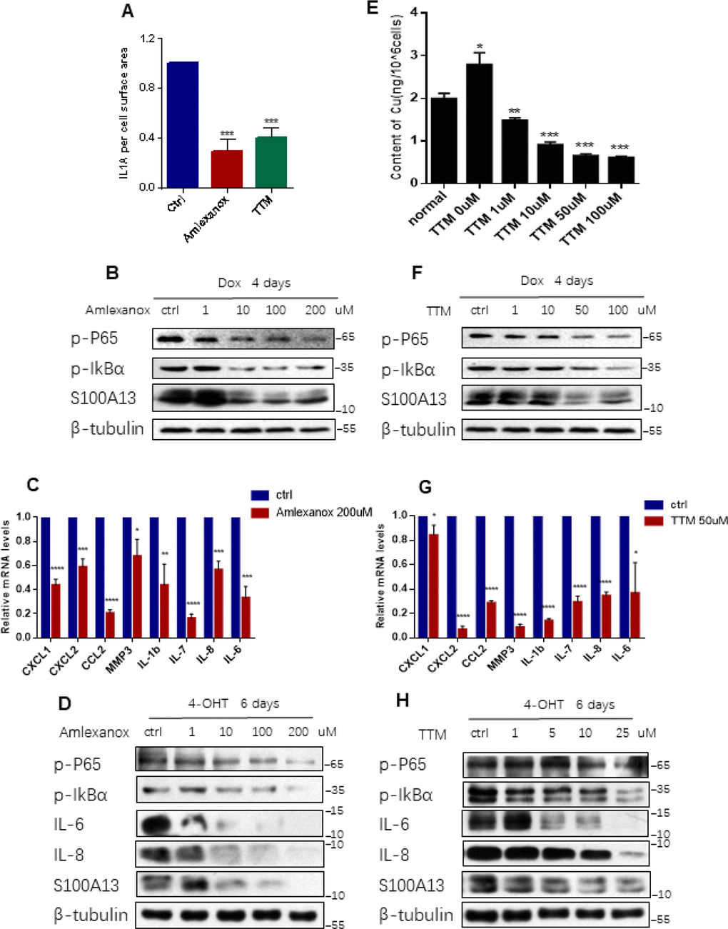 Inhibition the binding of IL-1α to S100A13 or to Cu2+ suppresses IL-1α secretion, NF-κB activity, and SASP expression