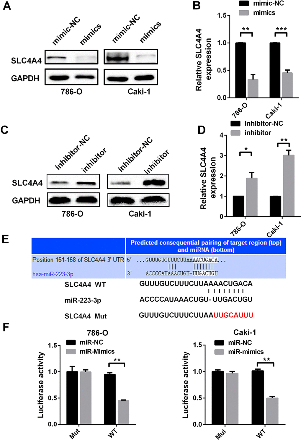 SLC4A4 is a direct target of miR-223-3p