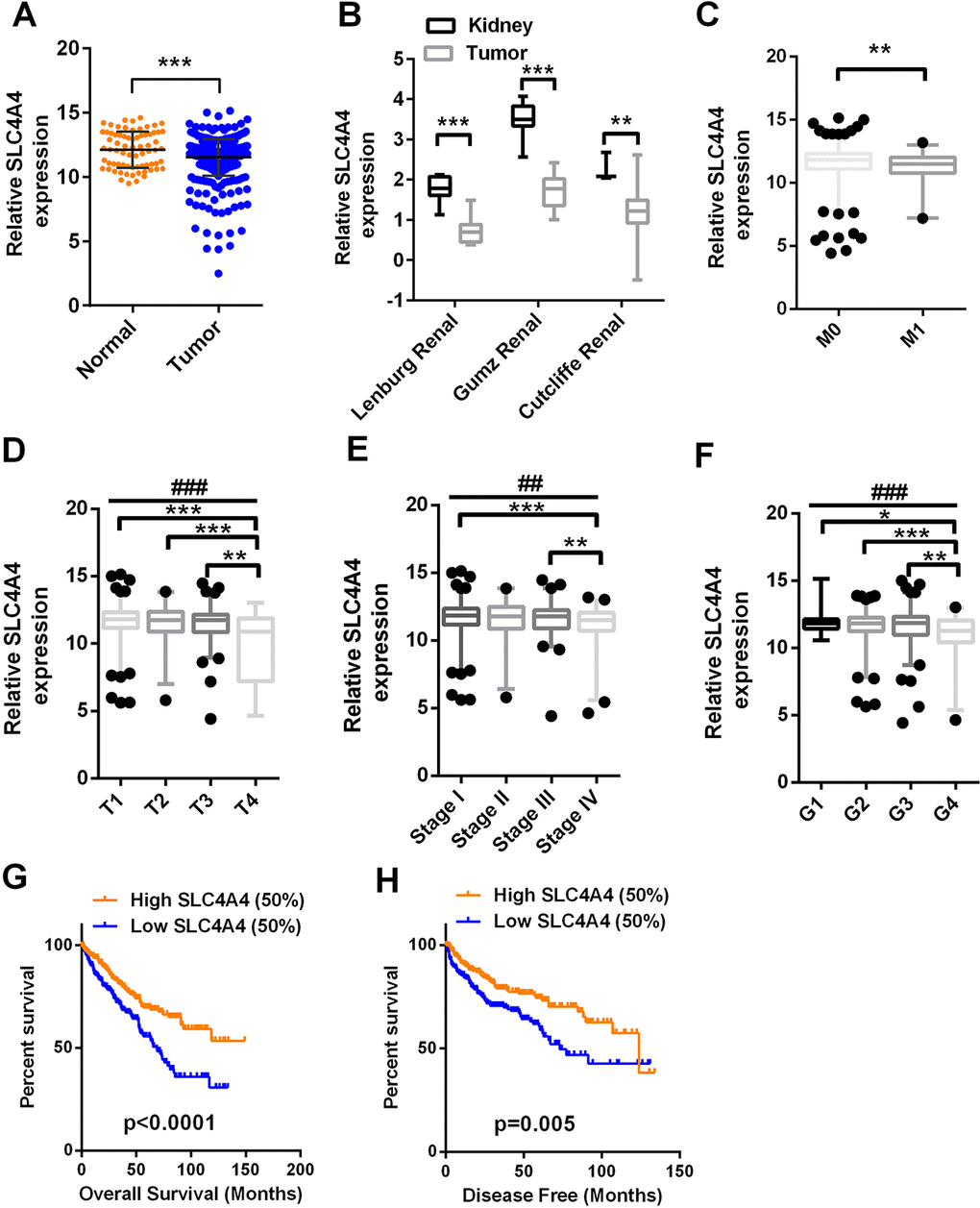 SLC4A4 expression is downregulated in ccRCC and predicts a poor prognosis