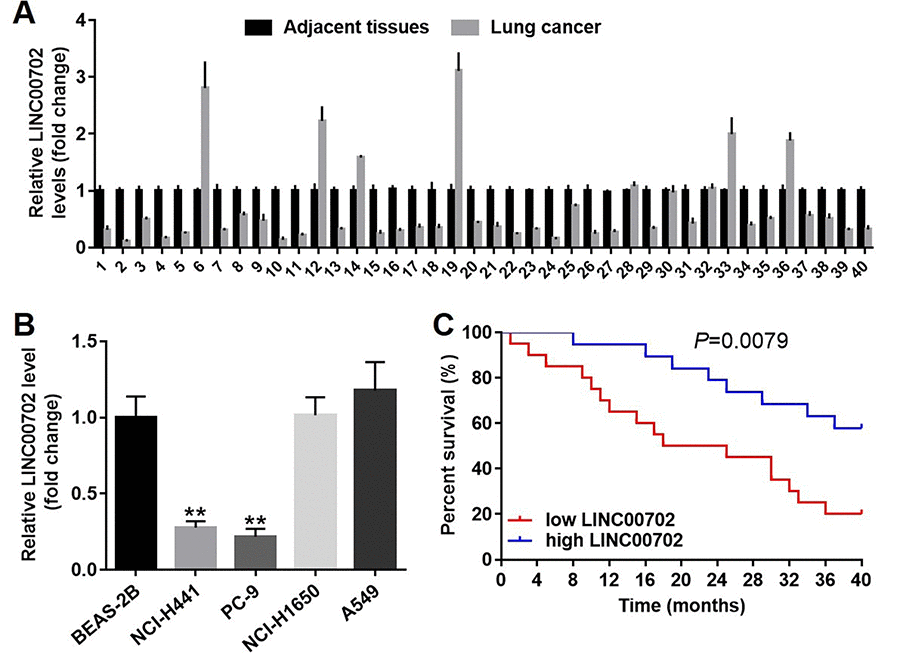 LINC00702 was significantly downregulated in the patients with NSCLC. (A) Quantitative RT-PCR analysis of relative LINC00702 expression levels in 40 pairs NSCLC tumor and adjacent tissues. (B) Quantitative RT-PCR analysis of relative LINC00702 expression levels in NSCLC cell lines. (C) LINC00702 expression was negatively associated with the survival rate of patients with NSCLC. *P