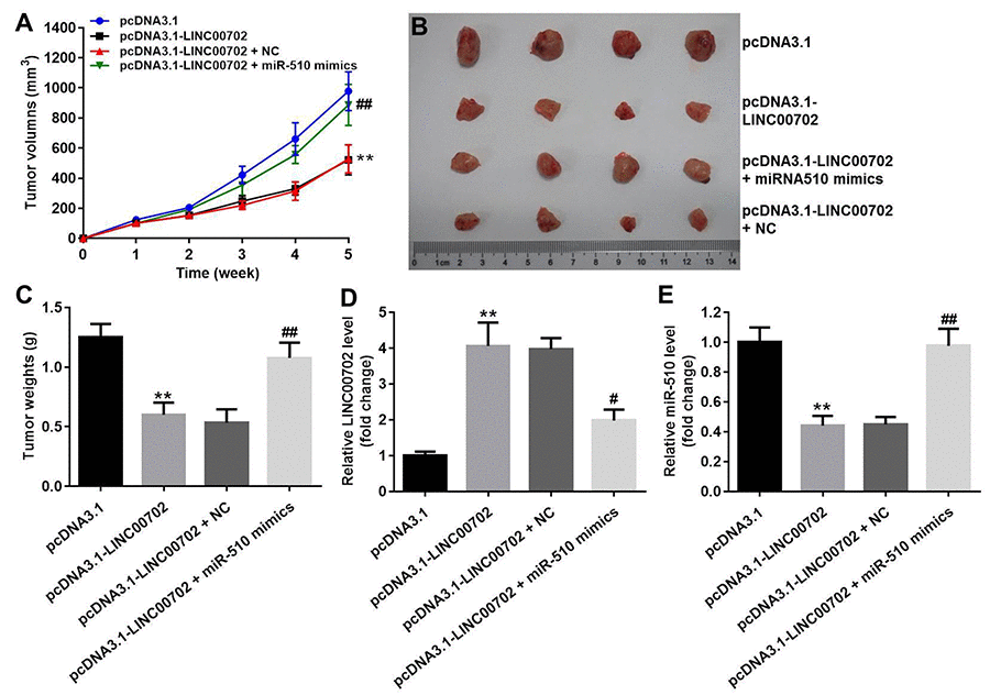 Effects of LINC00702 on the NSCLC tumor growth in vivo. (A) Tumor volumes in each group were monitored weekly using caliper. (B) Representative image of the tumors from xenografted mice. (C) Quantitative analysis of tumor weights isolated from mice. (D) Quantitative RT-PCR analysis of LINC00702 level in tumor tissues. (E) Quantitative RT-PCR analysis of miR-510 level in tumor tissues. **P#P##P