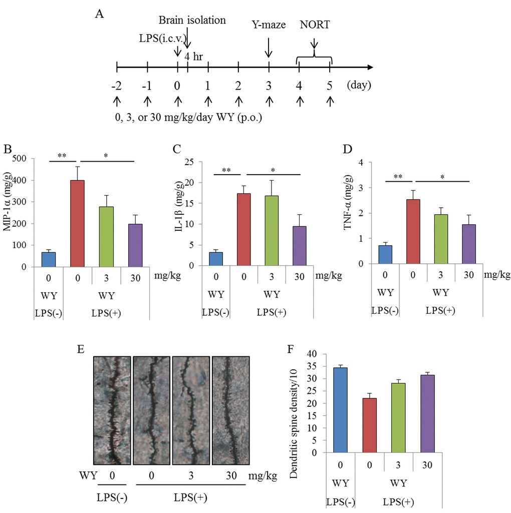 Effects of WY peptides on inflammation induced by LPS. Mice intracerebroventricularly injected with 5 μg of LPS at day 0 were orally administered 0, 3, or 30 mg/kg WY peptide from day −2 to day 0. (A) Scheme of this experiment. (B, C, D) The levels of MIP-1α, IL-1β, and TNF-α in the hippocampus of mice at 4 h after LPS injection, respectively. The hemisphere of the brain was subjected to Golgi staining. (E) Representative photomicrographs of Golgi-stained neurons in the CA1 of the hippocampus. (F) Number of dendritic spines per 10 μm in the CA1. Data are the mean ± SEM of 10 mice per group. p-values shown in the graph were calculated by performing Student t-test (LPS [−] vs. [+] at 0 mg/kg WY peptide) and one-way ANOVA followed by Dunnett test. *p p 