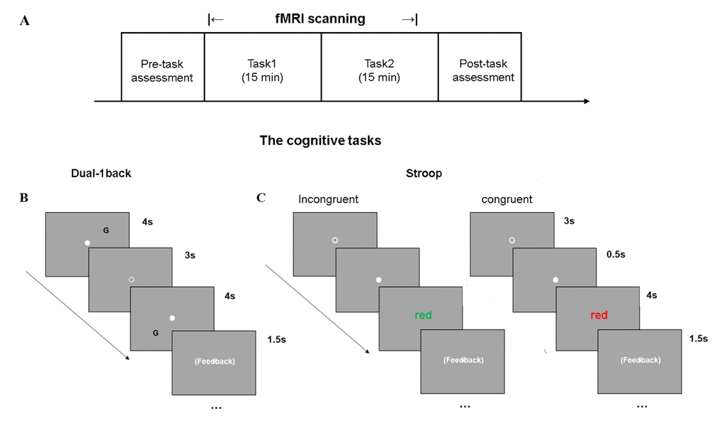 Cognitively demanding tasks used to induce CF. (A) The experimental paradigm included two cognitively fatiguing tasks during fMRI scanning, in a random order, across subjects. (B) Dual-1 back task was a letter-location task. (C) The Color-word Stroop task consisted of congruent and incongruent conditions on color.