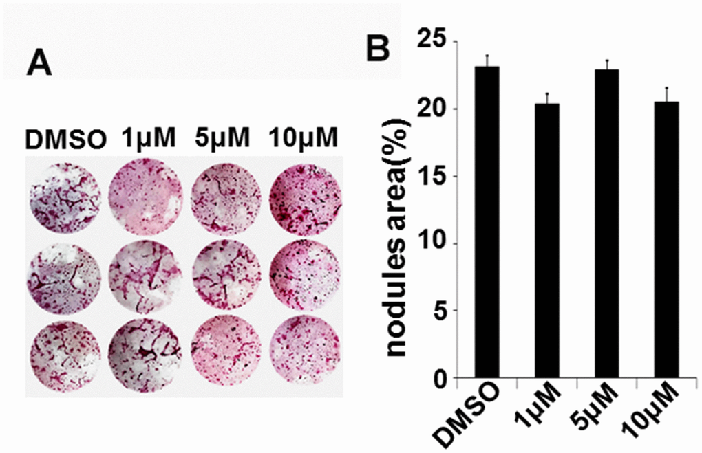 IN04 treatment has no effect on nodule formation in vitro. Bone marrow stromal cells were treated with a mineralization medium containing 10 mM β-glycerophosphate, 50 μg/ml ascorbic acid, and 10% FBS in the presence of DMSO or INO4 for 24 days and stained with alizarin red. (A) Images of nodule formation. (B) Quantitative mineralization area measured by the OsteoMeasure system. Data are presented as mean ± SEM, N=3.