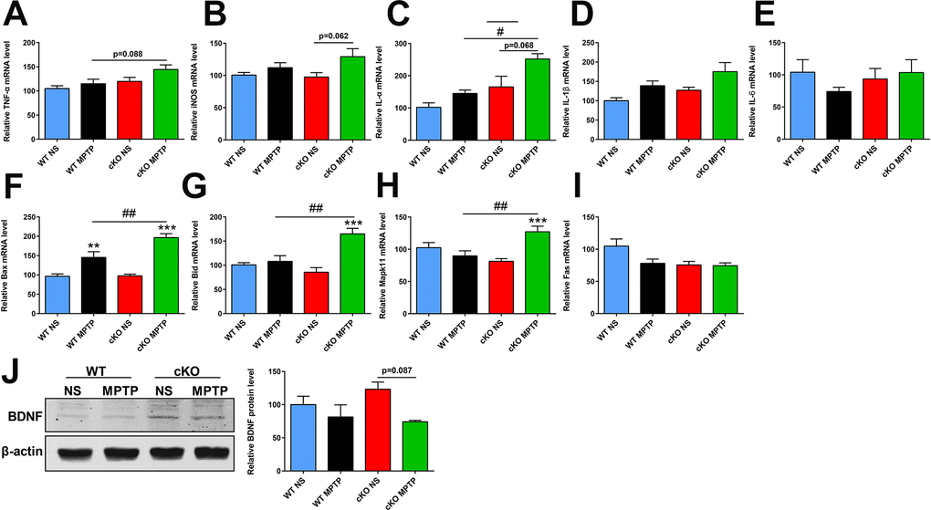 Transcript levels of selected inflammation- and apoptosis-related genes and BDNF protein expression in the striatum at 7 days after MPTP administration. (A–E) Inflammation-related gene transcripts. (A) TNFα. (B) iNOS; (C) IL-1α. (D) IL-1β. (E) IL-6. N = 3–11. (F–I) Apoptosis-related gene transcripts. (F) Bax. (G) Bid. (H) Mapk11. (I) Fas. N = 7–9. (J) Western blot analysis of BNDF expression in the striatum. Quantification of relative BDNF expression levels is shown in the right panel. N = 3. Data are means ± SEM. Data were analyzed by one-way ANOVA. **p p p p vs MPTP-treated WT mice.