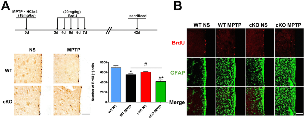 Late assessment of neurogenesis. (A) Immunohistochemical staining of BrdU in the SVZ, 42 days after MPTP/saline treatment. Scale bar: 200 μm. Quantification of BrdU-positive cells is shown in the right panel. Data are means ± SEM. Data were analyzed by one-way ANOVA. *p p p B) Immunofluorescence staining of BrdU (red) and GFAP (green) in the SVZ. Scale bar: 100 μm.