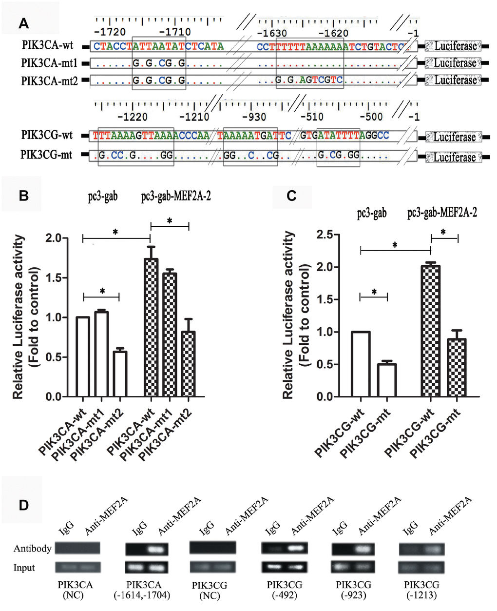 Dual luciferase reporter gene assay and ChIP assay. (A) Strategies for the construction of PIK3CA and PIK3CG promoter vectors including wild type and mutant type (the predicted MEF2 binding sites were mutated). (B and C) PIK3CA and PIK3CG promoter vectors (wild and mutant) were cotransfected into 293T cells with the empty expression vector (pc3-gab) or the overexpression vector of MEF2A (pc3-gab-MEF2A-2), respectively. (D) Chromosome immunoprecipitation assay. NC: Negative control, the PCR primers were designed to be located away from the MEF2 binding site. The numbers indicated the position of the predicted MEF2 binding sites in the promoter region. *, P 