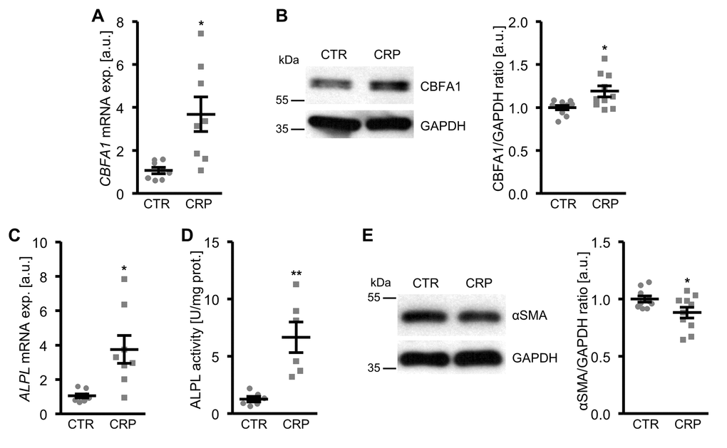 CRP promotes osteo-/chondrogenic transdifferentiation of HAoSMCs. (A) Scatter dot plots and arithmetic means ± SEM (n=8; arbitrary units, a.u.) of CBFA1 relative mRNA expression in HAoSMCs treated with control (CTR) or 10 µg/ml recombinant human CRP. (B) Representative original Western blots and scatter dot plots and arithmetic means ± SEM (n=10; a.u.) of normalized CBFA1/GAPDH protein ratio in HAoSMCs treated with control (CTR) or 10 µg/ml recombinant human CRP. (C) Scatter dot plots and arithmetic means ± SEM (n=8; a.u.) of ALPL relative mRNA expression in HAoSMCs treated with control (CTR) or 10 µg/ml recombinant human CRP. (D) Scatter dot plots and arithmetic means ± SEM (n=6, U/mg protein) of ALPL activity in HAoSMCs treated with control (CTR) or 10 µg/ml recombinant human CRP. (E) Representative original Western blots and scatter dot plots and arithmetic means ± SEM (n=10; a.u.) of normalized αSMA/GAPDH protein ratio in HAoSMCs treated with control (CTR) or 10 µg/ml recombinant human CRP. *(p