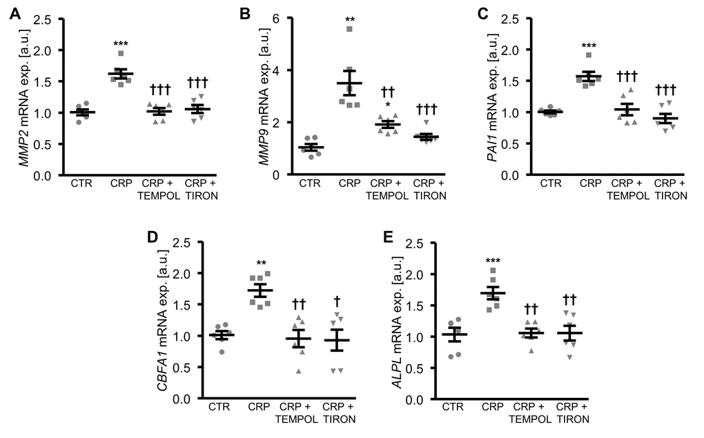Antioxidants suppress CRP-induced osteogenic signaling in HAoSMCs. (A-E) Scatter dot plots and arithmetic means ± SEM (n=6; arbitrary units, a.u.) of MMP2 (A), MMP9 (B), PAI1 (C), CBFA1 (D) and ALPL (E) relative mRNA expression in HAoSMCs treated with control (CTR) or 10 µg/ml recombinant human CRP without and with 10 µM TEMPOL or 10 µM TIRON. *(p