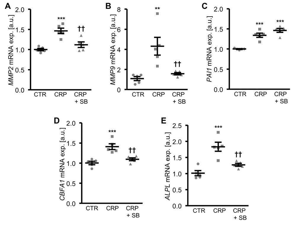 Inhibition of p38 MAPK blunts CRP-induced osteogenic signaling in HAoSMCs. (A-E) Scatter dot plots and arithmetic means ± SEM (n=5; arbitrary units, a.u.) of MMP2 (A), MMP9 (B), PAI1 (C), CBFA1 (D) and ALPL (E) relative mRNA expression in HAoSMCs treated with control (CTR) or 10 µg/ml recombinant human CRP without and with 10 µM p38 MAPK inhibitor SB203580 (SB). **(p