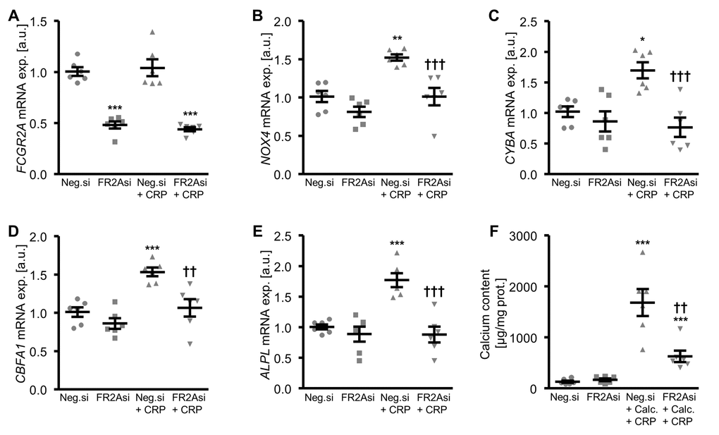 Silencing of FCGR2A inhibits CRP-induced osteogenic signaling and calcification of HAoSMCs. (A-E) Scatter dot plots and arithmetic means ± SEM (n=6; arbitrary units, a.u.) of FCGR2A (A), NOX4 (B), CYBA (C), CBFA1 (D) and ALPL (E) relative mRNA expression in HAoSMCs silenced with negative control siRNA (Neg.si) or FCGR2A siRNA (FR2Asi) and treated with control or 10 µg/ml recombinant human CRP. (F) Scatter dot plots and arithmetic means ± SEM (n=6; µg/mg protein) of calcium content in HAoSMCs silenced with negative control siRNA (Neg.si) or FCGR2A siRNA (FR2Asi) and treated with control or calcification medium together with 10 µg/ml recombinant human CRP (Calc.+CRP). *(p