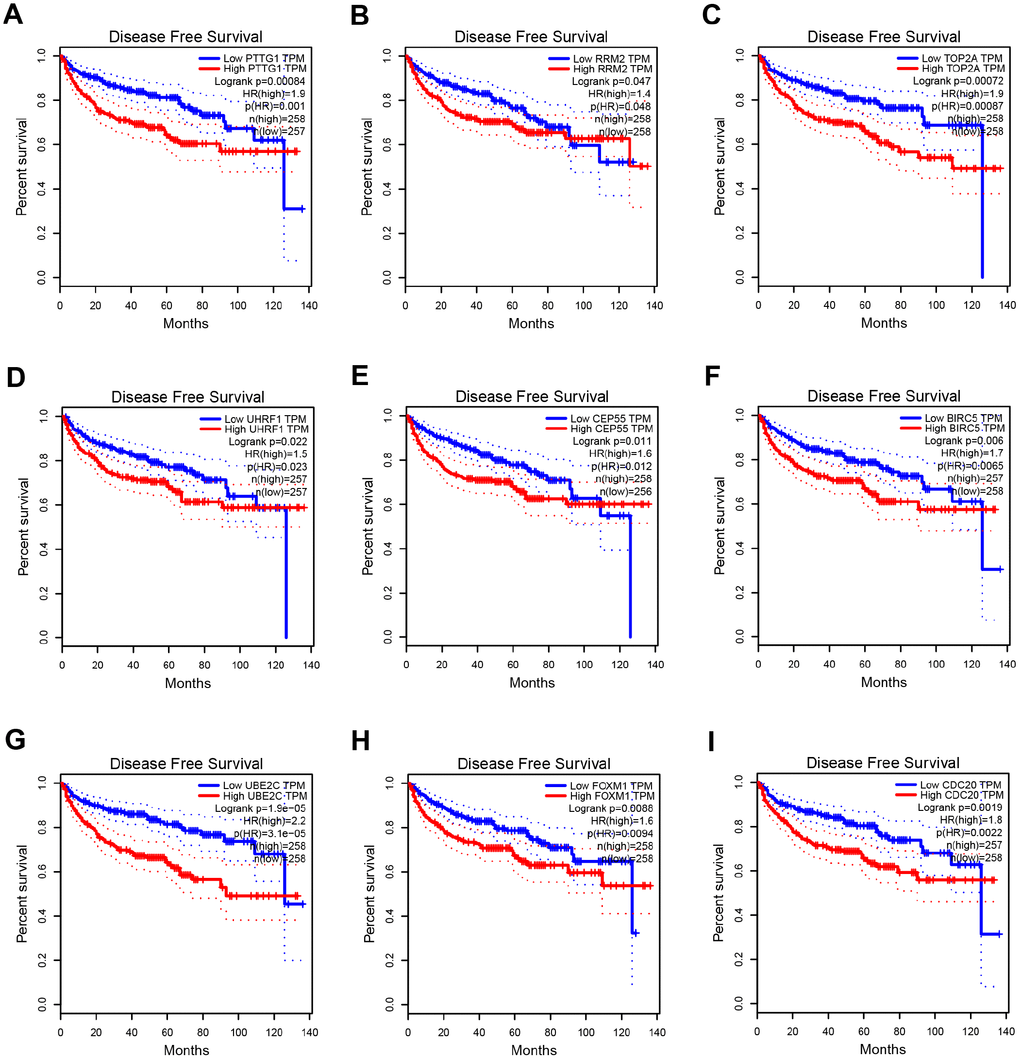 Disease free survival analysis of 9 key genes in ccRCC (based on TCGA data in GEPIA). (A–I) Expression levels of PTTG1, RRM2, TOP2A, UHRF1, CEP55, BIRC5, UBE2C, FOXM1 and CDC20 are significantly related to the disease free survival of patients with ccRCC (P 