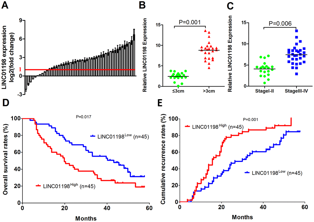 LINC01198 is overexpressed in human glioma. (A) Expression level of LINC01198 was determined and normalized to GAPDH in 90 pairs of glioma tissues and their corresponding adjacent normal tissues by qRT-PCR. (B) The patients were divided into the tumor size ≤3 cm and tumor size >3 cm groups. The diagram shows the LINC01198 expression in each group. P = 0.001. (C) The patients were divided into the stage I-II and III-IV groups. The diagram shows the LINC01198 expression in each group. P = 0.006. (D and E) Glioma patients were divided into the LINC01198High group and LINC01198Low group according to the result of qRT-PCR. Survival and recurrence curves were constructed using the log-rank test. The results show the OS and recurrence for glioma patients with high LINC01198 expression and those with low LINC01198 expression.