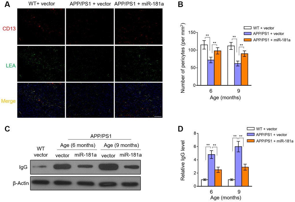 MiR-181a decelerates pericyte loss and blood-brain barrier breakdown in APP/PS1 mice. (A–D) Lentiviral empty vector or lentiviral miR-181a expressing vector was injected into the hippocampus of APP/PS1 mice aged 5-month-old or 8-month-old. Wild-type age-matched littermates were used as controls. Eight mice were included in each group. One month later, mice were used for subsequent biochemical analyses. (A) The representative immunofluorescent images of CD13-positive pericytes (red) and lectin-positive capillary endothelium (green) in 9-month-old WT and APP/PS1 mice. Scale bar, 100 μm. (B) Quantification of CD13-positive pericytes in the cortex and hippocampus of 6-month-old or 9-month-old WT and APP/PS1 mice. Results represent the number of CD13-positive pericytes per mm2. (C–D) The level of IgG in capillary-depleted cortical extracts from WT mice and 6-month-old or 9-month-old APP/PS1 mice was determined by Western blotting analysis. β-actin was used as a loading control. The representative blot images (C) and quantification analysis of IgG level (D) are shown. All data are mean ± SD, and compared by one-way ANOVA followed by Tukey’s post-hoc tests. **, P 