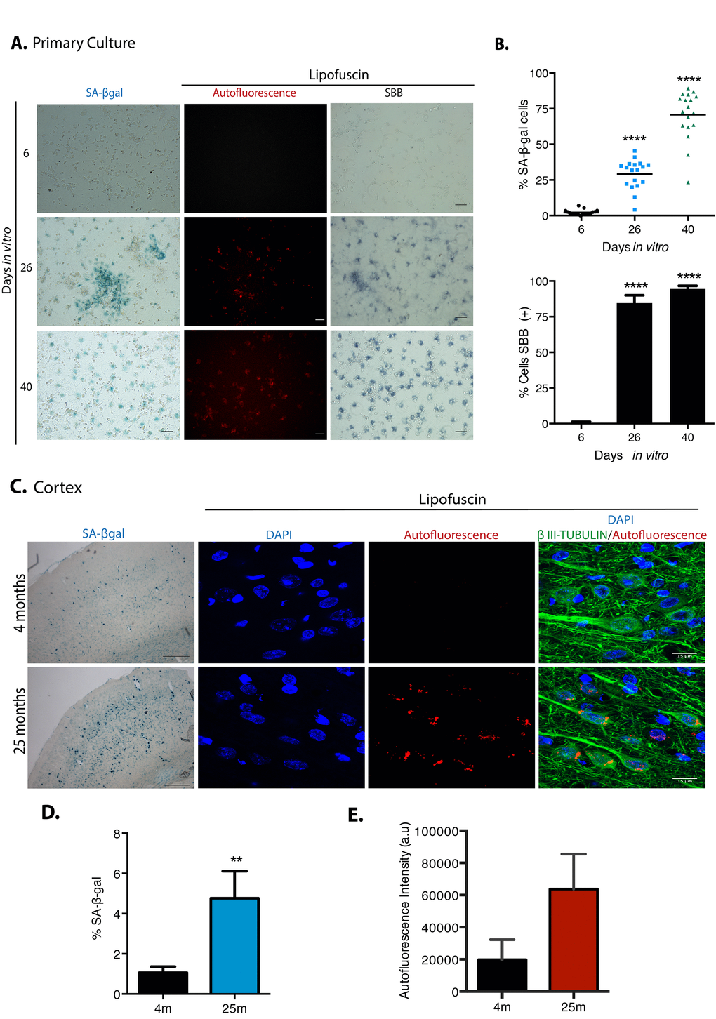 Cortical cells in long-term culture and in old rat brains had higher SA-β-gal activity and accumulated lipofuscin. (A) SA-β-gal activity or lipofuscin accumulation detected by autofluorescence or by Sudan Black B (SBB) staining were detected in primary rat cortical cells cultured for the indicated DIV. Notice that cortical cells have higher SA-β-gal activity and lipofuscin from 26 DIV. Images are representative of at least three independent experiments. Scales bar represent 100 μm. (B) Percentage of SA-β-gal or SBB positive cells in the cultures incubated at the indicated DIV. Quantification was made using NIS Elements software. The mean of three independent experiments, each done by quintupled replicas, is graphed. Bars in graphs represent SEM. Two-way RM ANOVA analysis, with Dunnett´s multiple comparison test. **** pIV. (C) Cortical neurons in old brains had higher SA-β-gal activity (scale bars represent 500 μm) and accumulated lipofuscin. Scale bar represents 15 μm. (D) The percentage of SA-β-gal positive area within each brain section is plot. The average of three brains per age is graphed; 15 sections from each brain were quantified. Bars in graphs represent SEM. Unpaired t Test, ** pE) Quantification of autofluorescence intensity per section (arbitrary units). Bars in graphs represent SD. The average of three brains per age is graphed; 15 sections from each brain were quantified. Even though there was an evident increase in autofluorescence, no statistical significance was obtained.