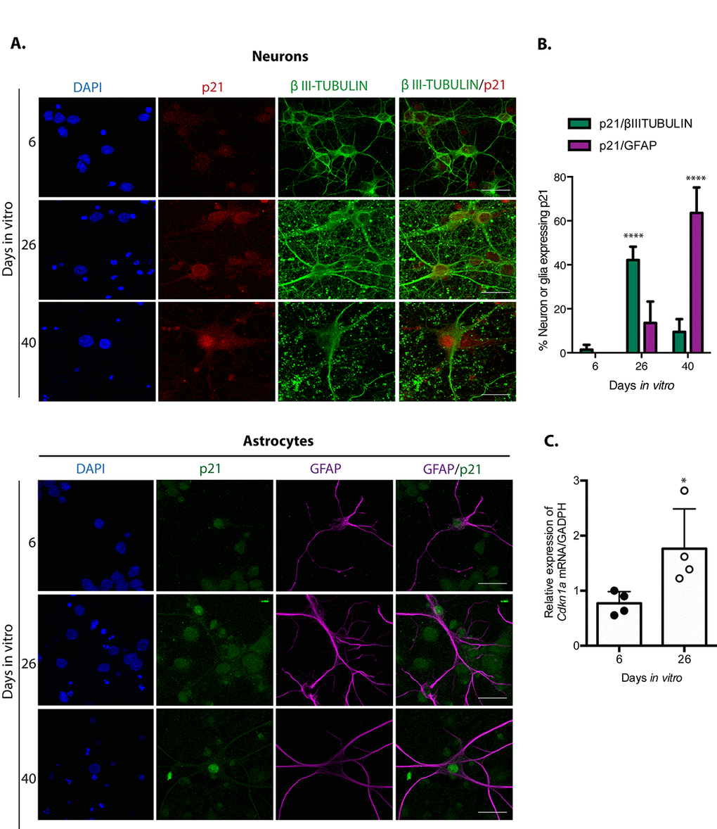 Neuronal cells in cortical long-term culture showed increased expression of p21CIP1/WAF1. (A) Immunofluorescence to detect p21CIP1/WAF1 (p21) in neurons (expressing βIII-TUBULIN) or astrocytes (expressing GFAP) in primary culture of cortical cells incubated during the indicated DIV. Notice that mostly neurons increased the abundance of p21CIP1/WAF1 at 26 DIV, indicating that neurons acquired senescent features before glial cells. Scale bar represents 25 μm. Arrows indicate examples of cells with healthy nuclei counted (not all the healthy cells are indicated). (B) Percentage of neurons or glial cells expressing p21CIP1/WAF1 over all cells. The mean of three independent experiments, each done by duplicate, is plotted. Bars represent standard deviation. Two-way RM ANOVA analysis, with Tukey´s multiple comparison test. **** pC) qRT-PCR from total RNA purified from cortical primary cultures during the indicated days. The relative expression of Cdkn1a mRNA was normalized with Gapdh mRNA. Bars represent SD. * p=0.039 by unpaired t test two tailed. n=4.